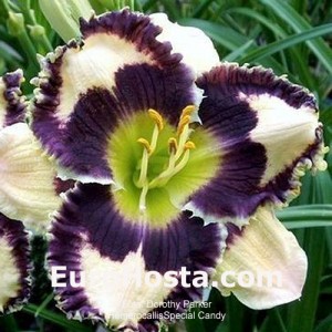 Hemerocallis Special Candy - Eurohosta