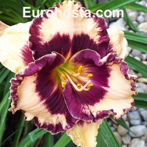 Hemerocallis Special Candy 