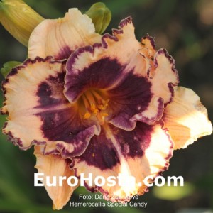 Hemerocallis Special Candy 