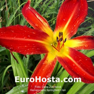 Hemerocallis Springfield Clan