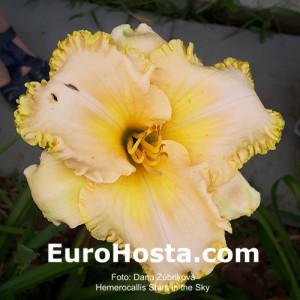 Hemerocallis Stars in the Sky - Eurohosta