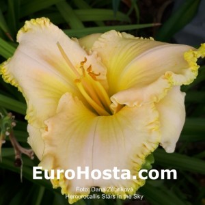 Hemerocallis Stars in the Sky - Eurohosta