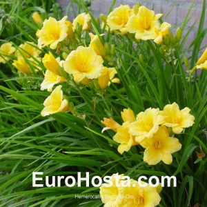 Hemerocallis Stella d´Oro - Eurohosta