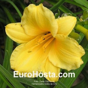 Hemerocallis Stella d´Oro - Eurohosta