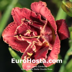 Hemerocallis Stellar Double Rose
