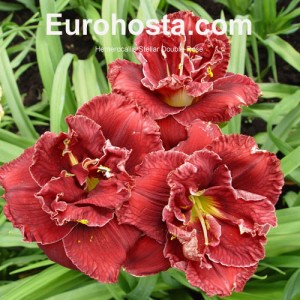 Hemerocallis Stellar Double Rose