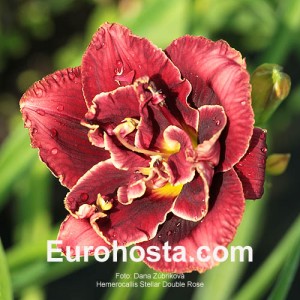 Hemerocallis Stellar Double Rose