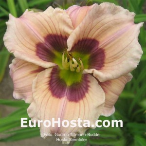 Hemerocallis Sterntaler