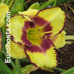 Hemerocallis Steve Trimmer 