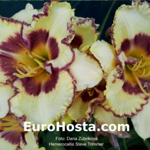 Hemerocallis Steve Trimmer