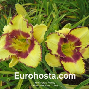 Hemerocallis Steve Trimmer 