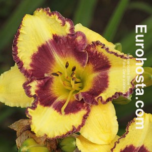 Hemerocallis Steve Trimmer 