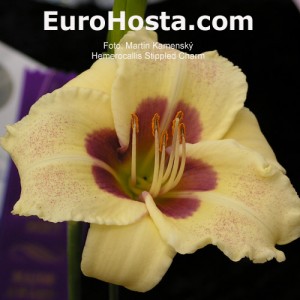 Hemerocallis Stippled Charm