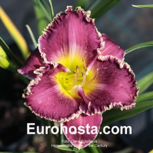 Hemerocallis Storm of the Century - Eurohosta