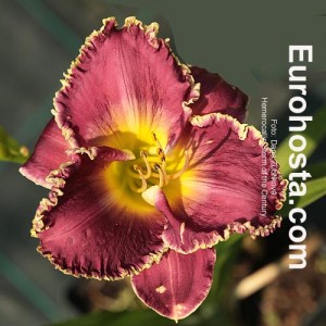 Hemerocallis Storm of the Century - Eurohosta