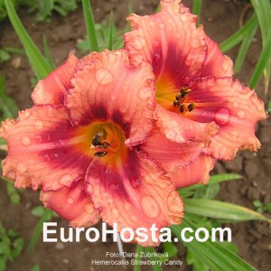 Hemerocallis Strawberry Candy - Eurohosta