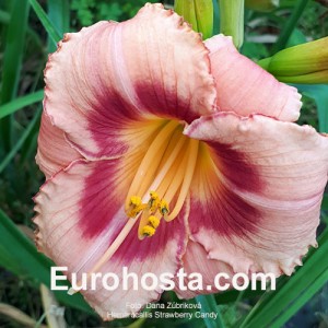 Hemerocallis Strawberry Candy - Eurohosta