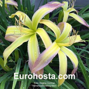 Hemerocallis String Bikini