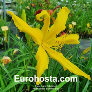 Hemerocallis Summer Star