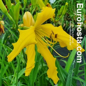 Hemerocallis Summer Star