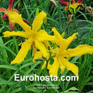 Hemerocallis Summer Star