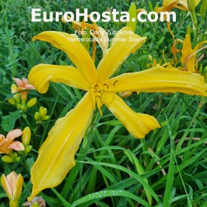 Hemerocallis Summer Star