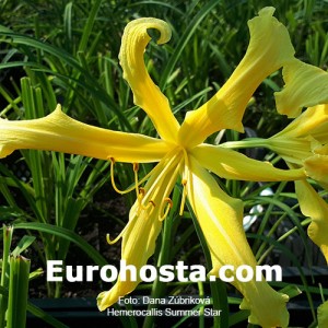 Hemerocallis Summer Star