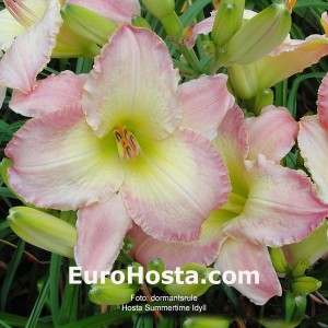 Hemerocallis Summertime Idyll