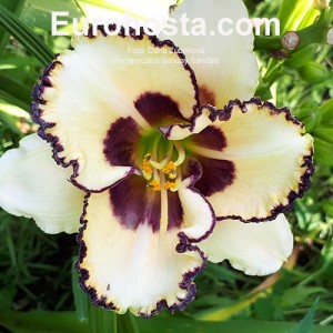 Hemerocallis Sunday Sandals