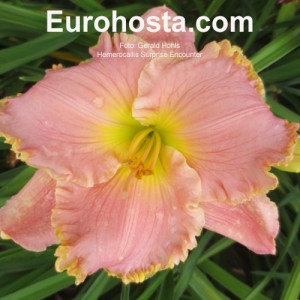 Hemerocallis Surprise Encounter