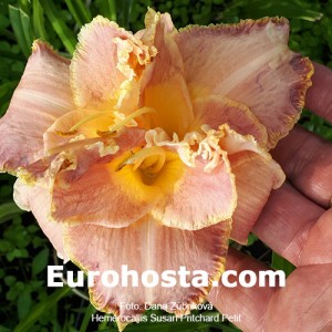 Hemerocallis Susan Pritchard Petit