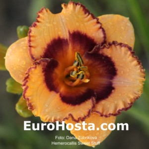 Hemerocallis Sweet Stuff