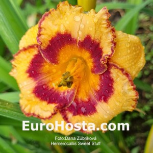 Hemerocallis Sweet Stuff