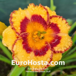 Hemerocallis Sweet Stuff