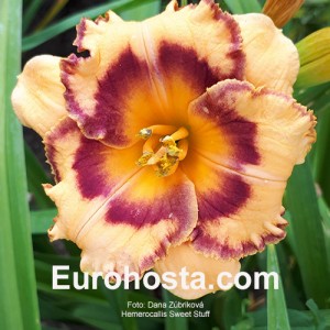 Hemerocallis Sweet Stuff