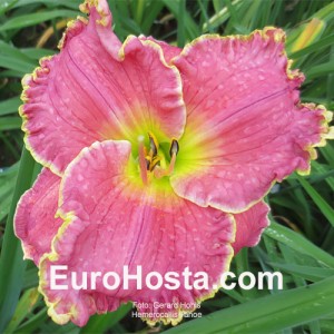 Hemerocallis Tahoe