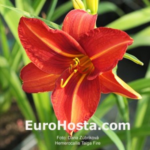 Hemerocallis Taiga Fire 