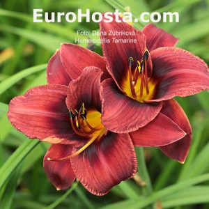 Hemerocallis Tamarine - Eurohosta