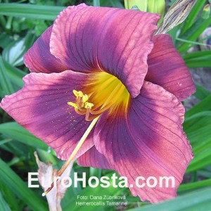 Hemerocallis Tamarine - Eurohosta