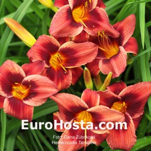 Hemerocallis Tamarine - Eurohosta