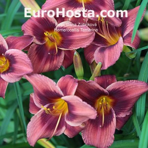 Hemerocallis Tamarine - Eurohosta