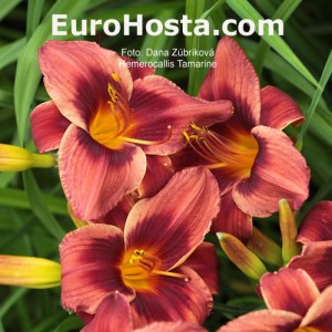 Hemerocallis Tamarine - Eurohosta