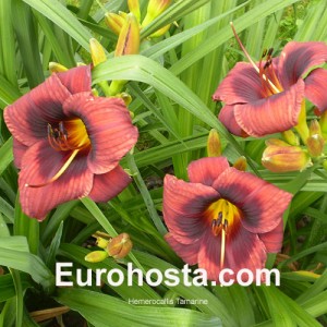 Hemerocallis Tamarine - Eurohosta