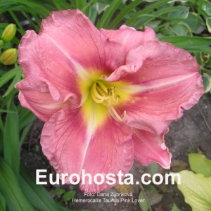 Hemerocallis Taunus Pink Lover Eurohosta