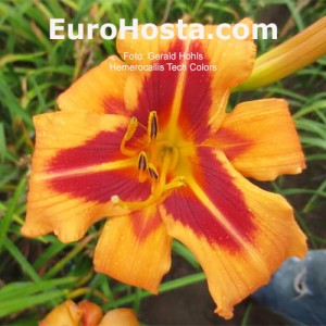 Hemerocallis Tech Colors