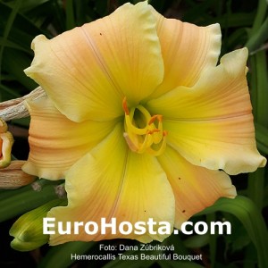 Hemerocallis Texas Beautiful Bouquet - Eurohosta