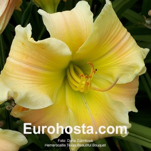 Hemerocallis Texas Beautiful Bouquet