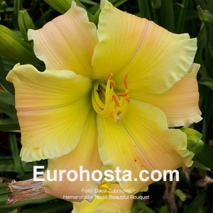 Hemerocallis Texas Beautiful Bouquet