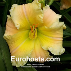 Hemerocallis Texas Beautiful Bouquet