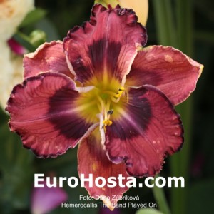 Hemerocallis The Band Played On - Eurohosta